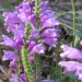Obedient Plant